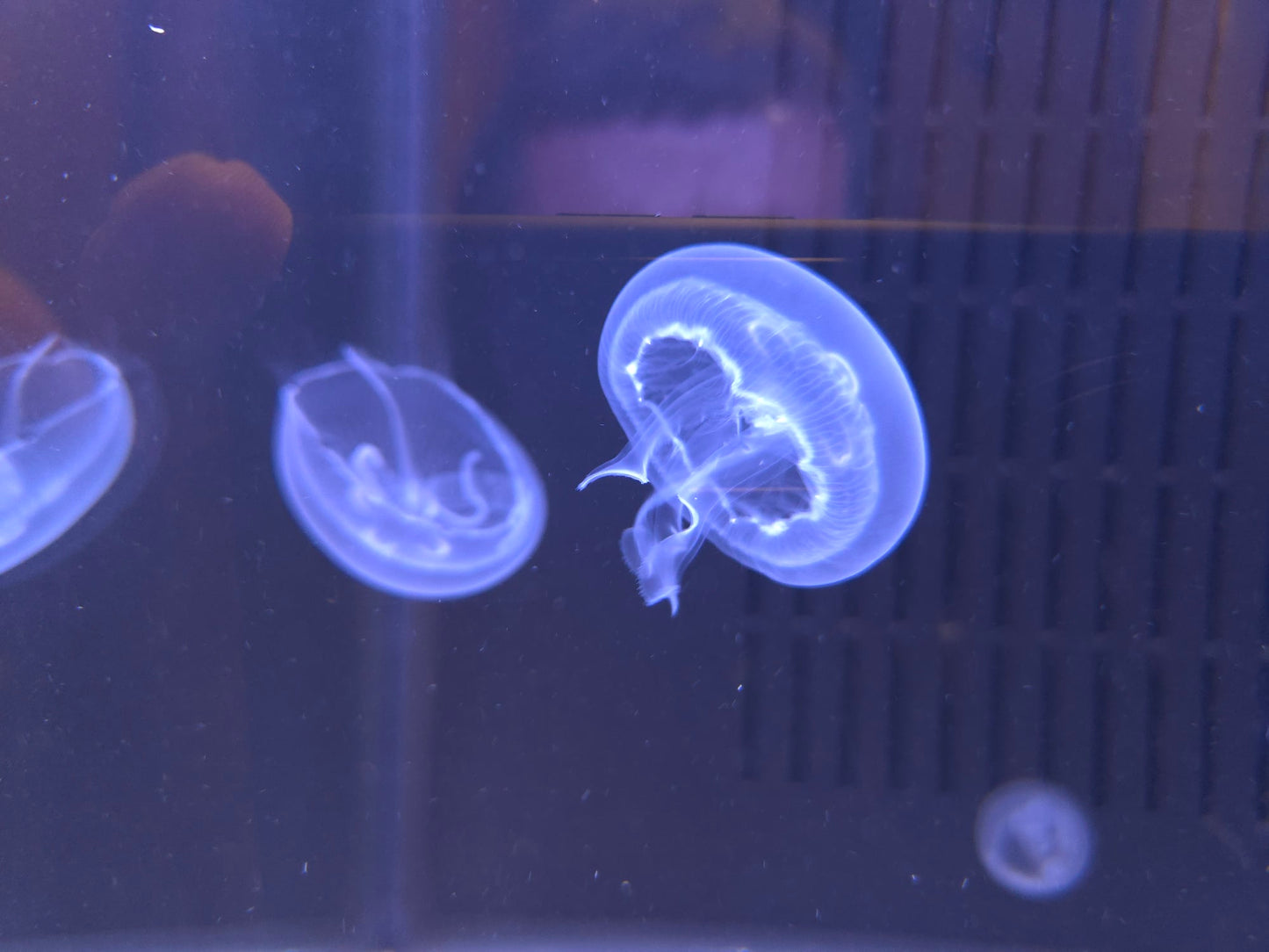 Small Moon Jellyfish